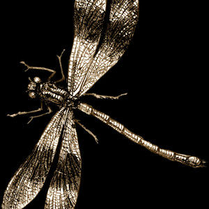 Meet your Posher, Felix